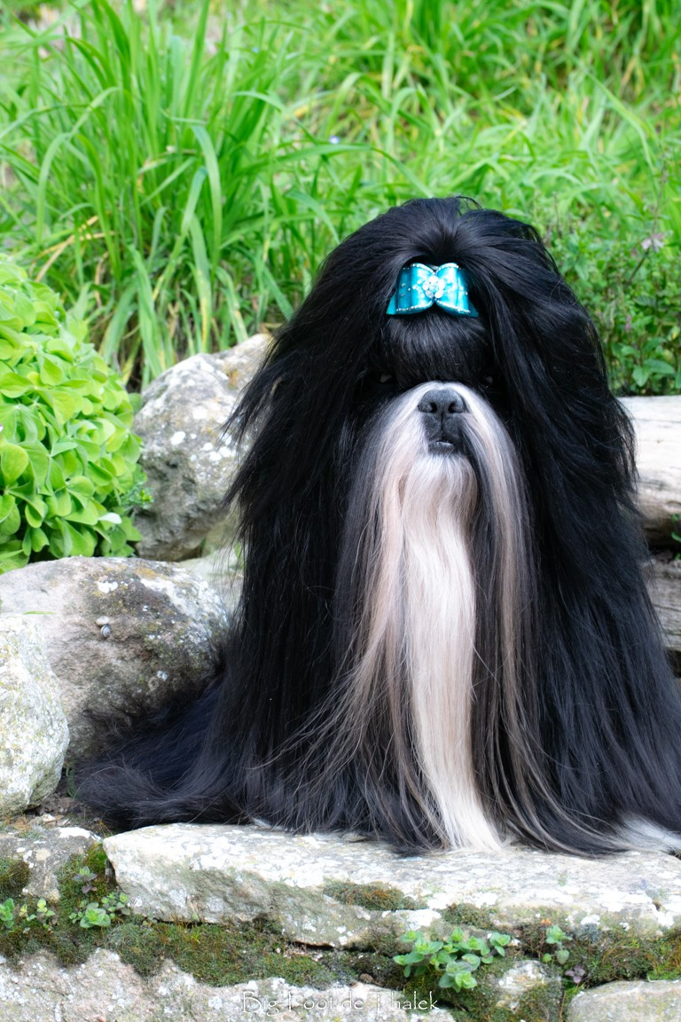 CH. Big-foot De Thalek Don't stop believing