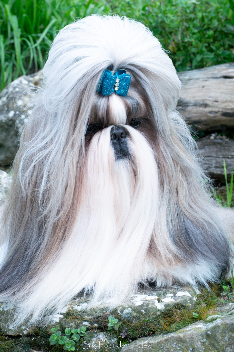 CH. Big-foot De Thalek Give me a kiss