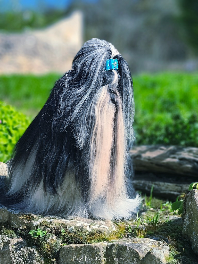 CH. Big-foot De Thalek Believe in your dreams